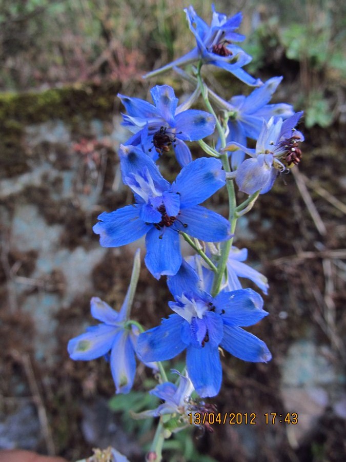 Delphinium Denudatum Eflora Of India 